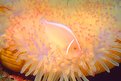 Picture Title - Anemonefish