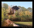 Picture Title - Horned Owl Resubmission