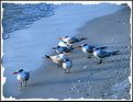 Picture Title - Flock of Seagulls