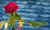 San Gabriel Red Rose