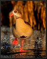 Picture Title - Egyptian Goose on Ice
