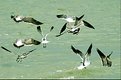 Picture Title - Keep flying, I am behind you...