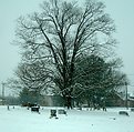 Picture Title - My favorite tree in the snow