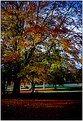 Picture Title - Autumn in Camperdown Park