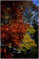 Picture Title - Autumn Contrast