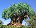 Picture Title - Tree Of Life- Disney Animal Kingdom