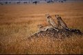 Picture Title - " Masai Mara "