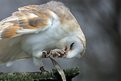 Picture Title - Barn Owl 2