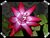 Christmas Flower 1 (Poinsettia)