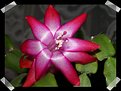 Picture Title - Christmas Flower 1 (Poinsettia)