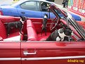 Picture Title - Coolest Dogs On The Planet