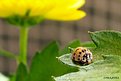 Picture Title - LadyBug