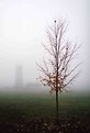 Picture Title - The Tree and The Tower