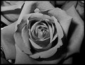 Picture Title - Just a Rose