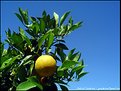 Picture Title - Limon...