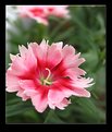 Picture Title - Lady in Red