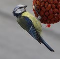 Picture Title - Blue Tit