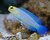 Yellowhead Jawfish