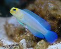 Picture Title - Yellowhead Jawfish