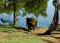 Picture Title - Dubare Elephant Camp