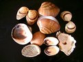 Picture Title - sea shells