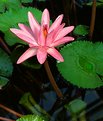 Picture Title - Water Lily