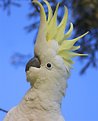 Picture Title - Startled Cockatoo