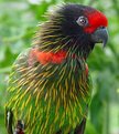 Picture Title - Parrot