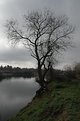 Picture Title - Tree along the river