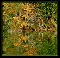 Picture Title - Autumn, East Sooke Inlet