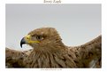 Picture Title - Tawny Eagle