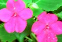 Picture Title - pink & green