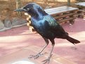 Picture Title - Black Friend