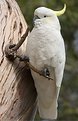 Picture Title - Composed Cockatoo