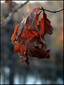 Picture Title - Late fall