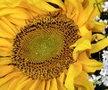 Picture Title - Sunflower I