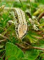 Picture Title - Common Lizard