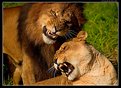 Picture Title - Angry Lions