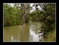 Picture Title - Bushland creek