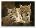 Picture Title - Lynx