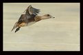 Picture Title - Fast Flying Duck