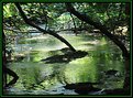 Picture Title - Green creek........