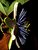 Passion Flower Alatocaerulea