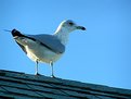 Picture Title - The Sea Gull