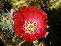 Picture Title - Flowering Catus