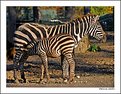 Picture Title - Zebra