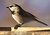 Mountain Chickadee