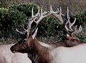 Picture Title - two Stags