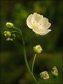 Picture Title - ~White Beauty~