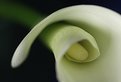 Picture Title - calla